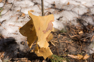 A piece of pine bark in the snow
