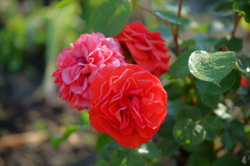 czerwona róża ,Rosa © Marcin Łazarczyk