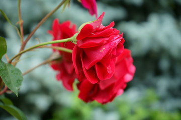 czerwona róża ,Rosa