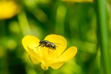 bee on flower in spring garden