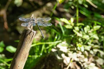 Großlibelle auf Beutezug