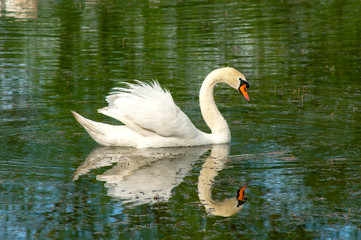 Naklejka premium A white majestic swan floats in front of a wave of water. Young swan in the middle of the water. Drops on a wet head.