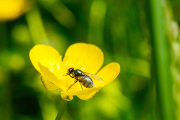 bee on flower in spring garden