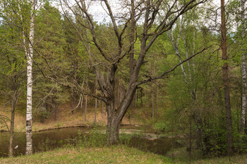 Landscape shots of the lake Serpentine in the village of Izmaylovka