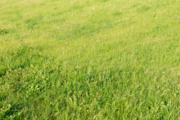 Green meadow with various short lush grass