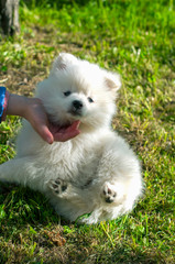 Young Pomski Dog Breed Groomed and Healthy Pomski, an exquisite puppy with a good temperament outdoors on a sunny day