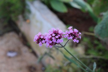 bumblebee on lavender