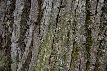 The surface of the Old oak bark with lichen