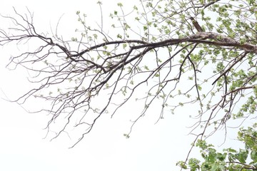tree branches with leaves