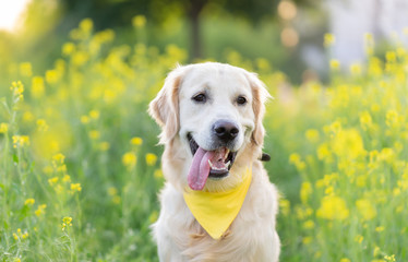 Portrait of Golden retriever dog framed by blooming flowers