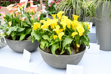 Beautiful mix colors calla lily or arum lily flowers growing in gray ceramic pot on table with background another plant in botanical garden.