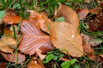 Autumn mood. Yellow, Golden foliage on a background of green grass on a October day.