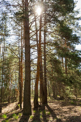 Mighty hundred-year-old pines in the forest