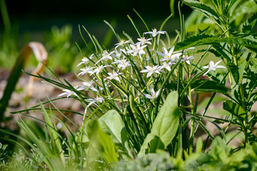 spring grass in the wind