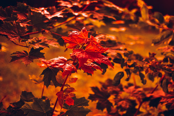 Autumn red maple leaves. Natural background. wallpaper