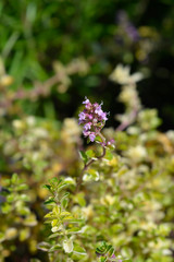 Foxley Thyme