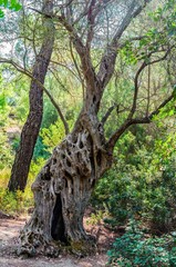 Fototapeta premium A very old olive tree-several hundred years old. The Island Of Rhodes, Greece.