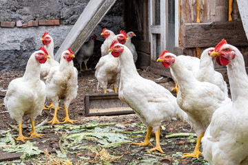Young livestock of domestic chickens walking outdoors