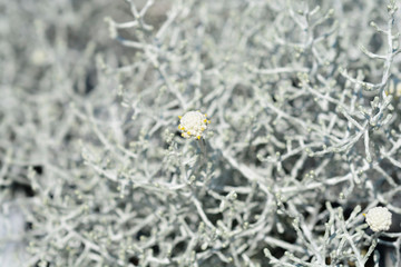 Silver cushion bush