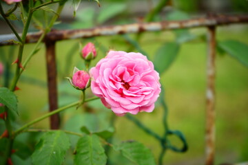 różowa róża ,Rosa