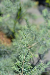 Deodar cedar Mr. Blue