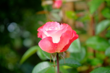 różowa róża, Rosa