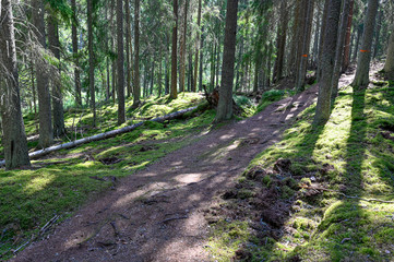 scenic trail through a backlit old forest