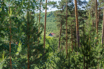 Landscape pictures taken in the reserve Mlocinski oak