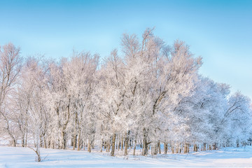 Obraz na płótnie Canvas Landscape images of winter nature in the area of the Volzhsky Utes sanatorium