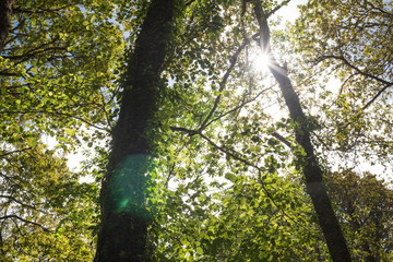 Summer bright sun rays through two trees in forest as wanderlust at Belelle river, A Capela, Galicia