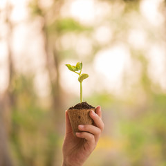 agronomist holding seedlings in peat pots. female hands touching the plants for planting tree. the spring planting. early seedlings grown from seeds. agriculture. earth day, ecology concept..