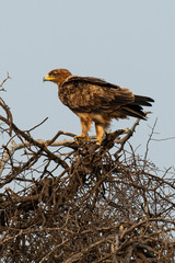 Fototapeta premium Aigle ravisseur,.Aquila rapax , Tawny Eagle