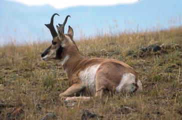 Antilope d'amerique, antilocapra americana, Parc national du Yellowstone, USA