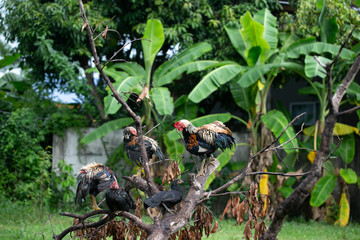 A herd of fighting chickens stood outdoors to dry on the fallen tree after the rain.