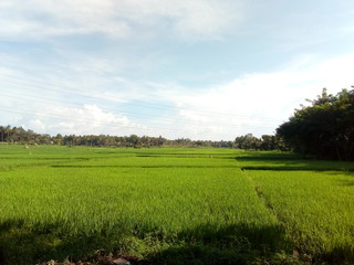 Agriculture land green field
