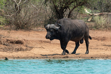 Buffle d'Afrique, Syncerus caffer, Parc national Kruger, Afrique du Sud