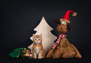 Cute red domestic cat kitten, sitting with toy reindeer and bag of present in front of wooden tree. Looking straight to camera. Isolated on black background.