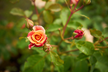 pomarańczowa róż ,Rosa