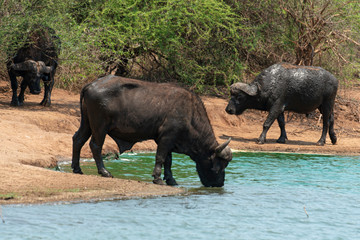 Buffle d'Afrique, Syncerus caffer, Parc national Kruger, Afrique du Sud