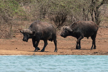 Buffle d'Afrique, Syncerus caffer, Parc national Kruger, Afrique du Sud