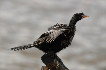 Cormoran africain,.Microcarbo africanus, Reed Cormorant