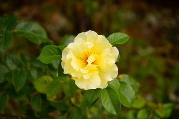 żółta róża, Rosa © Marcin Łazarczyk