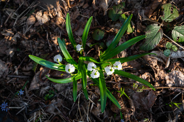 Spring snowdrops flowers blooming in the forest