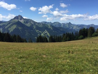alpine meadow in summer