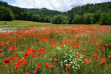 field of red poppies and white daisies with blue sky in the mountains