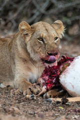 lion, femelle, lionne, Panthera leo, Afrique