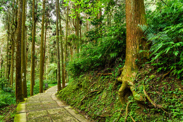 The footpath through the forest of Xitou Nature Education Area in Nantou, Taiwan.