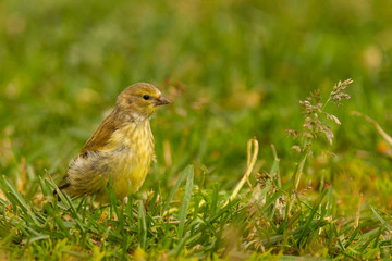 Citril finch, Carduelis citrinella, yellowish little bird in the grass looking for seeds, Spain