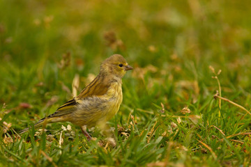 Citril finch, Carduelis citrinella, yellowish little bird in the grass looking for seeds, Spain