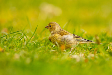 Citril finch, Carduelis citrinella, yellowish little bird in the grass looking for seeds, Spain